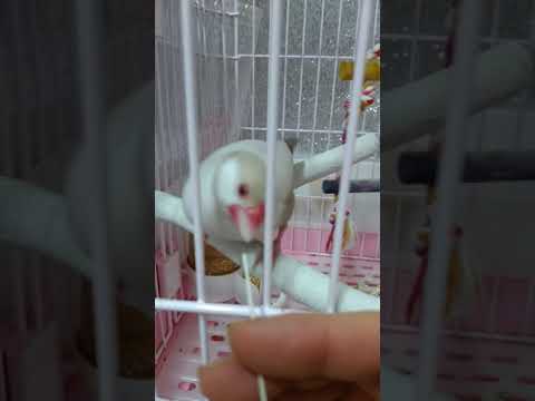 java sparrow-  noodles are delicious국수 맛있어요