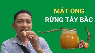 Mật ong rừng Tây Bắc