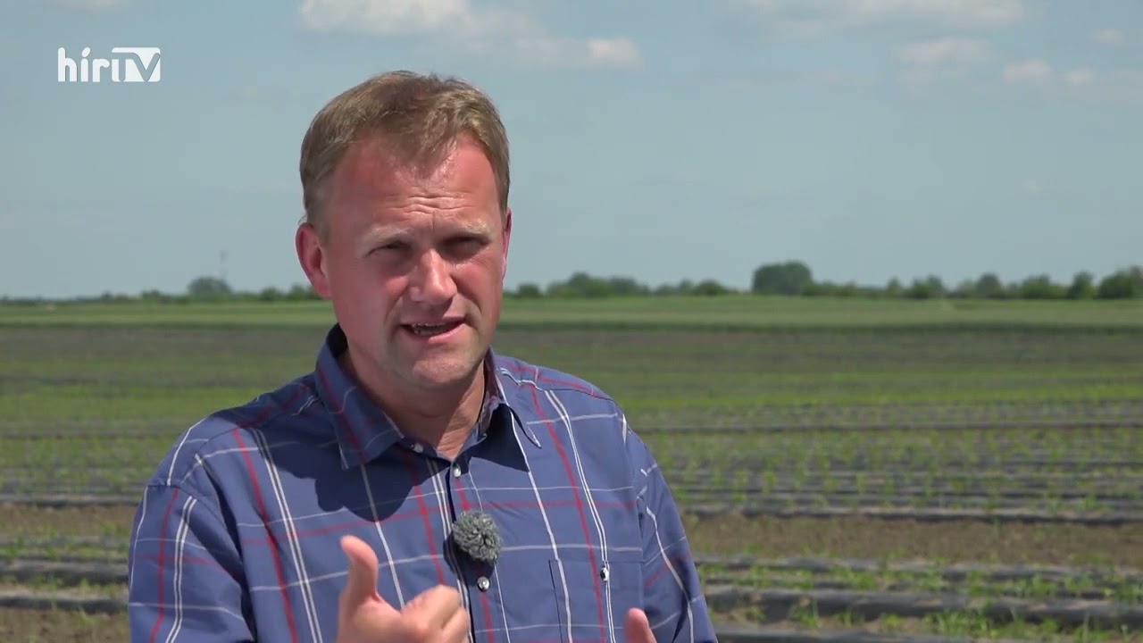 A fűszerpaprika-termesztésről a HírTV Soroló műsorában…