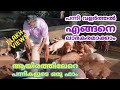 പന്നി വളർത്തൽ| Pig farming Success Story from Kozhikode| Profitable Pig Farm Kerala Malayalam VLOG96