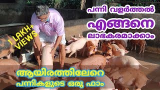 പന്നി വളർത്തൽ| Pig farming Success Story from Kozhikode| Profitable Pig Farm Kerala Malayalam VLOG96