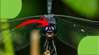 10 Datos Curiosos Sobre La Libélula Que Quizás No Sabías