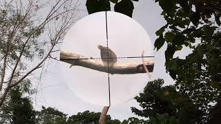 LATE hunting spotted dove and collared dove pest control parin sa maisan 