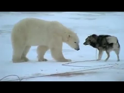 Huskies and Bears | Wild: Polar Bear Diary | BBC Earth