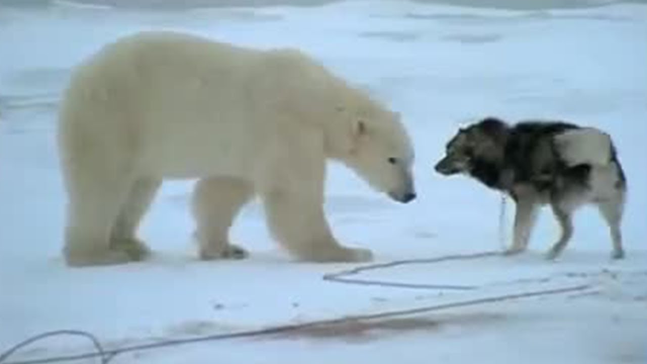 Huskies And Bears Wild Polar Bear Diary Bbc Earth Youtube