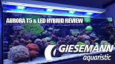 the new giesemann t5