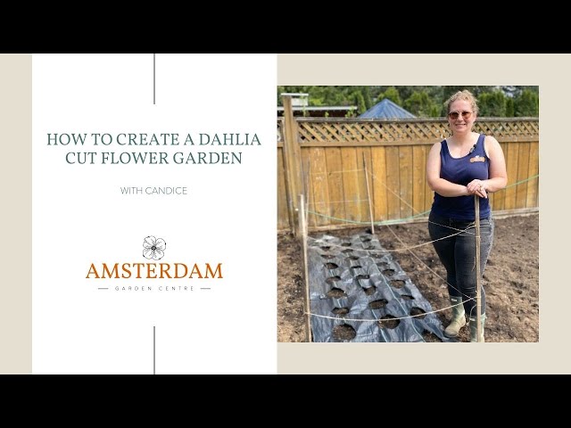 How to Create a Dahlia Cut Flower Garden class=