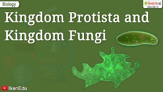 Kingdom Protista and Kingdom Fungi | Class 11  Biology | iKen