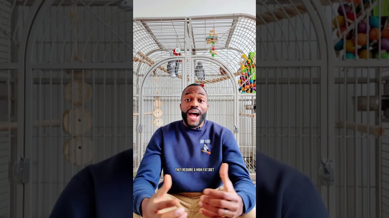 How Much Is A Macaw?!