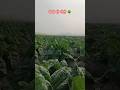 खैनी की खेती 🌳 किसान 🧑‍🌾#khaini #farming #shortvideo #viral #trending #youtubeshorts #vlog