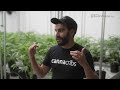 AMAZE Cannabis: Empowering Communities, Dispelling Myths, and Mastering the Art of Cultivation