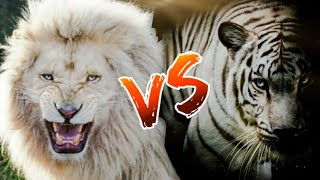 White Lion vs White Tiger | fight between white lion and white tiger | white tiger | white lion