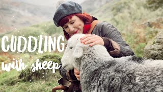 We cuddled with HERDWICK SHEEP IN THE LAKE DISTRICT  The Most BEAUTIFUL Thing You'll EVER See!