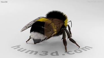 Bumblebee 3D model by 3DModels.org