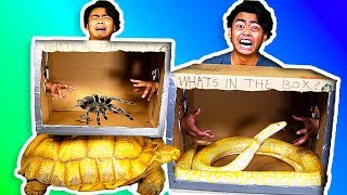 WHAT'S IN THE BOX CHALLENGE! ~ Giant Snake, Tortoise, Scorpions, Lizard