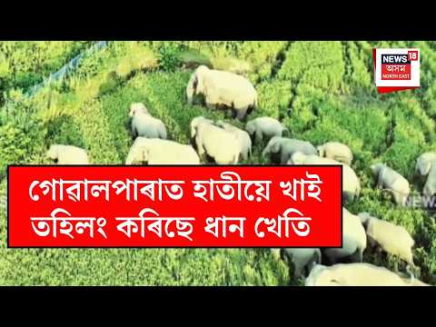 Human elephant conflict in Goalpara | গোৱালপাৰাত হাতীয়ে খাই তহিলং কৰিছে ধান খেতি | N18V