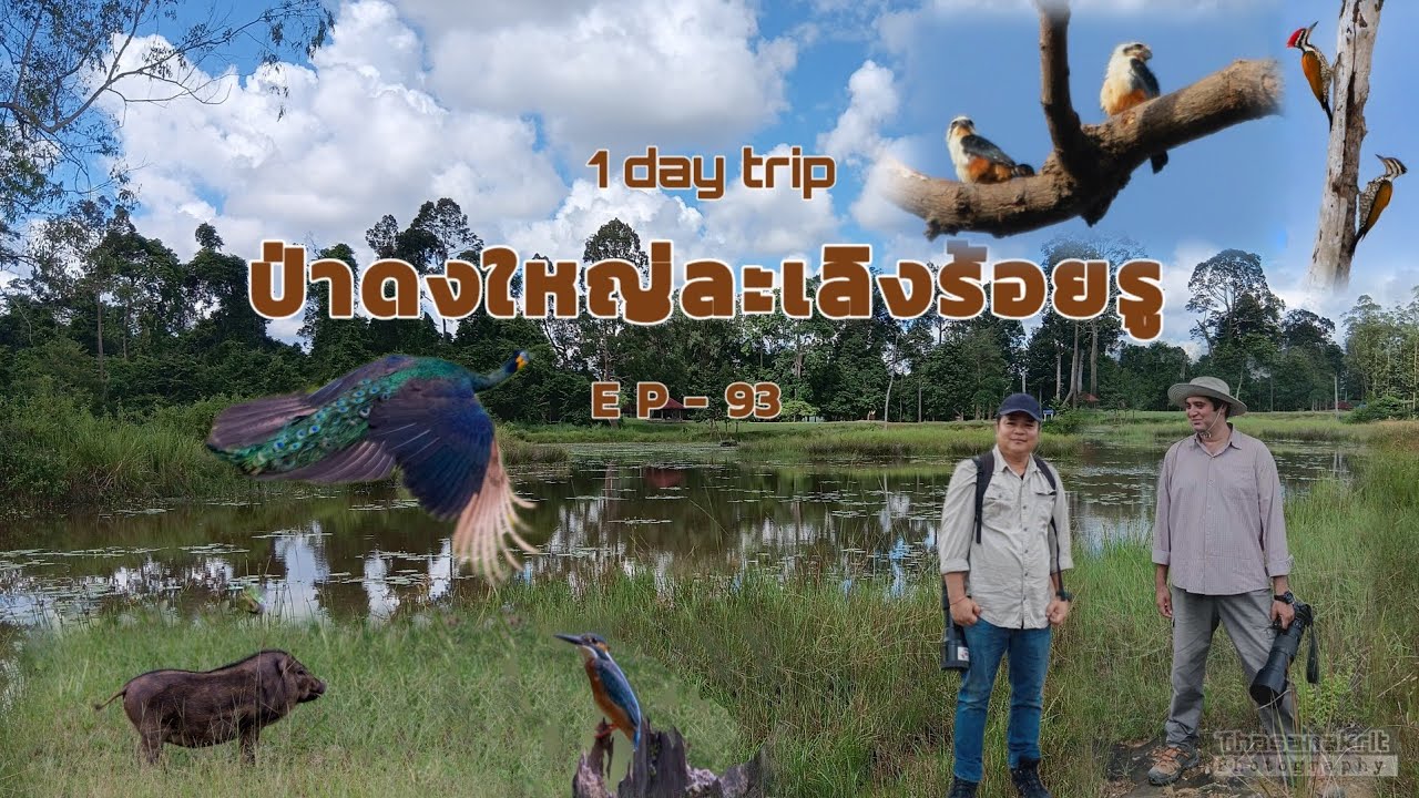 1day trip ป่าดงใหญ่ละเลิงร้อยรู ep - 93 #ดูนก #ป่าดงใหญ่ #ละเลิงร้อยรู #birds #nature #wildlife 