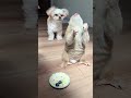 早食いワンコとゆっくりマイペースなスローロリスの朝ごはん🐶🥣🐵