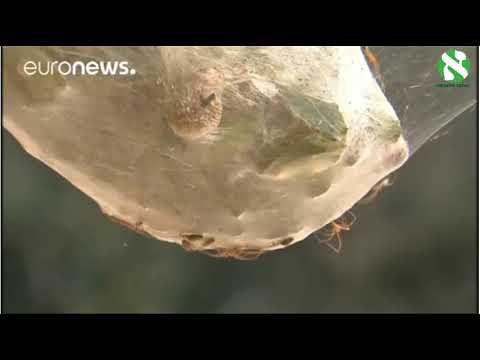 Amazing spider net in Israel - קורי עכבישים מדהימים בישראל