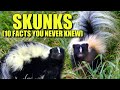 Skunk 🦨 (10 FACTS You NEVER KNEW)