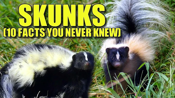 Skunk 🦨 (10 FACTS You NEVER KNEW)