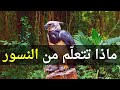 هل تعلم ماهي الدروس التي يمكن تعلمها من النسور شاهد هذا الفيديو وتعلم أهم الدروس في حياتك 