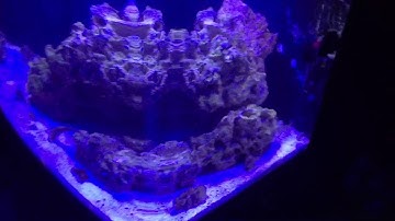 Biocube 29: Second setup for new reefer