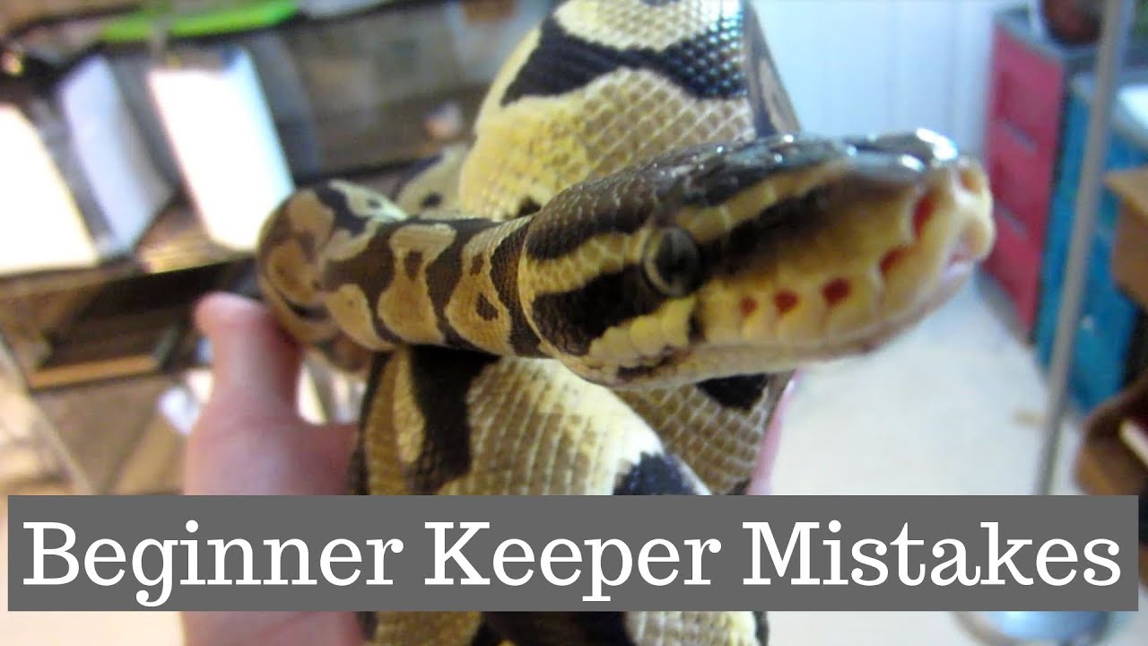 Top 5 Mistakes Made By Beginner Ball Python Keepers - Benjamin's Exotics