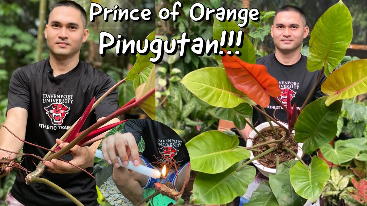 Easiest And The Most Effective Way Of Propagating Philodendron Prince Of Orange