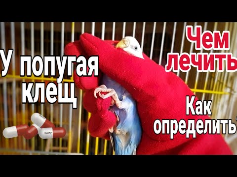 У попугая клещ. Как вылечить чесоточного клеща.