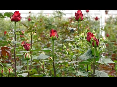 Video: Վարդերի ծաղկաման մշակույթը երկրում