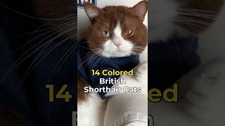 14 Colored British Shorthair Guide