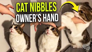 Cat Gets Wary of Owner’s Hand Slowly Approaching Then Nibbles It