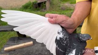  Pigeon 鳩 mqdefault.jpg