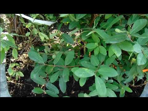 Видео: Когда можно пересаживать растения жимолости - перемещение лианы или куста жимолости