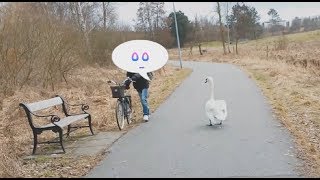 Mute Swan Cygnus Olor Standing In The Middle Of A Cycle Path Makes Boy Afraid