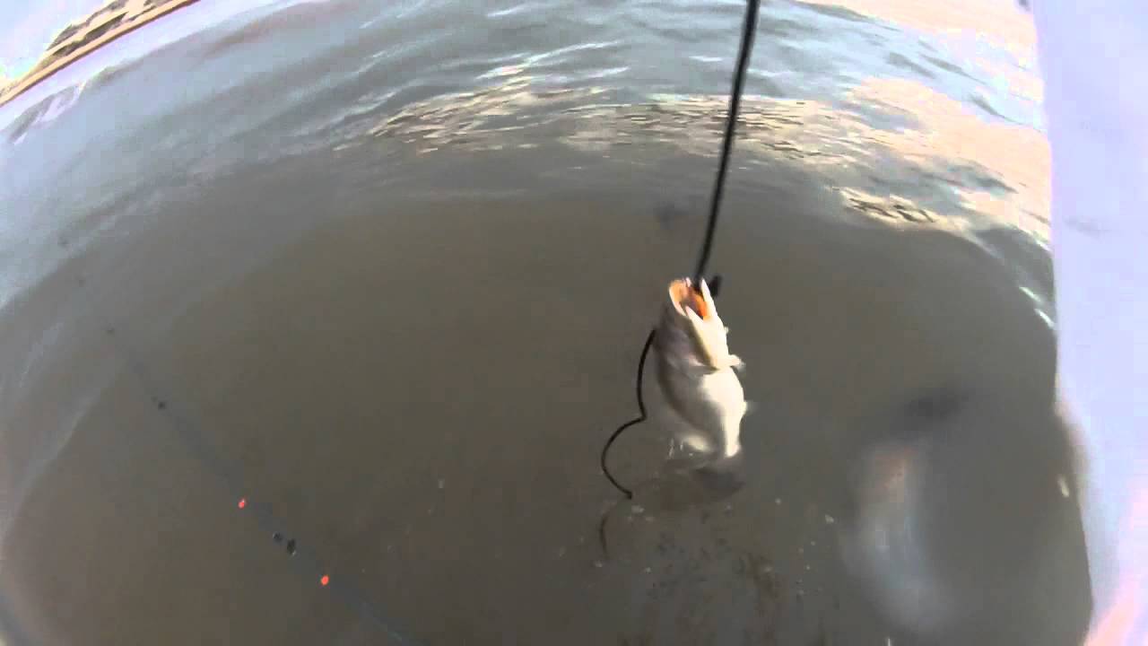 Galveston surf fishing YouTube