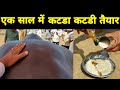 No.1 formula to prepare katda katdi in one year |  कटडा कटडी एक साल में तैयार करने का No.1 फार्मूला