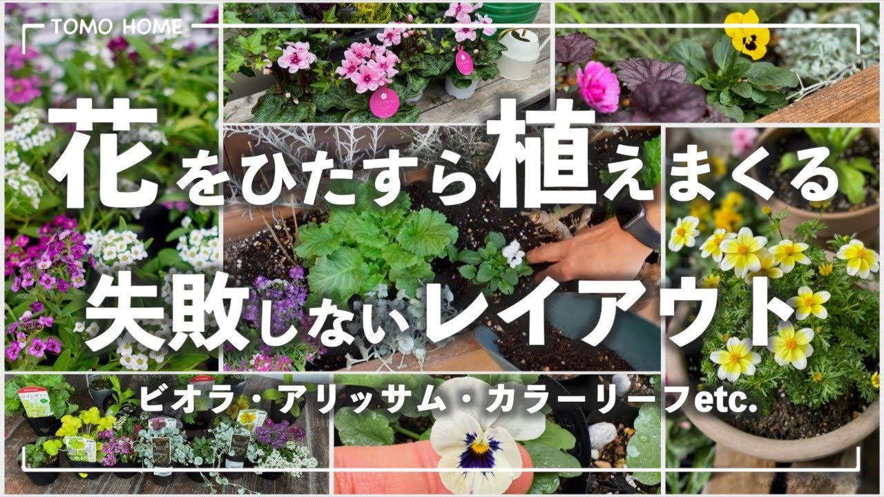 【配色とレイアウト】半日かけて大量の花を花壇に植えた【種まき苗/寄せ植え/球根】