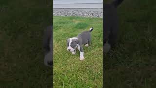 Cutest blue nose pitbull puppy (6 weeks)