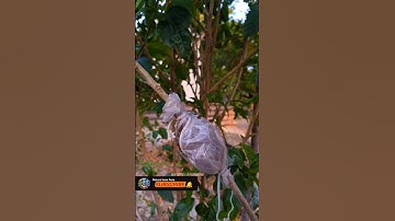Clone Your Favorite Plants! 🌳💚 Easy Air Layering Guide #airlayering #grafting #naturelover