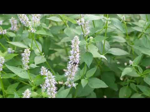 Video: Summersweet Plant – vinkkejä Clethra Alnifolian hoitoon