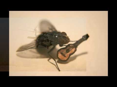 Часовая версия песни  "А муха тоже вертолет"