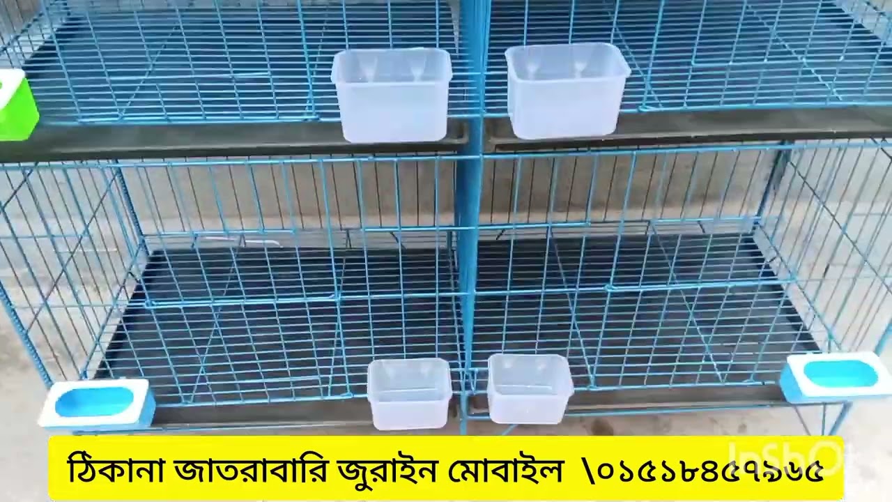 এখানে উন্নত মানের এমএছ বেলজিয়াম তাঁর ধারা কবুতরের খাঁচা ধাপরি পাখি মুরগী কোয়েল সহ পাখির কলনি তইরিহয়