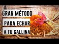 Método real 😯 para echar a tu gallina. 🐔 El mejor método. ✔️ No todos lo saben ...🤐🤐 El mejor metodo