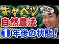 【キャベツ栽培】自然農法つくった土で育てたら、スゴイことになった！2023.1.4【家庭菜園】【ガーデニング】