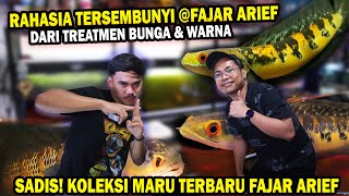 BONGKAR..!!! RAHASIA MARU JUARA DAN KOLEKSI TERBARU @FAJAR ARIEF