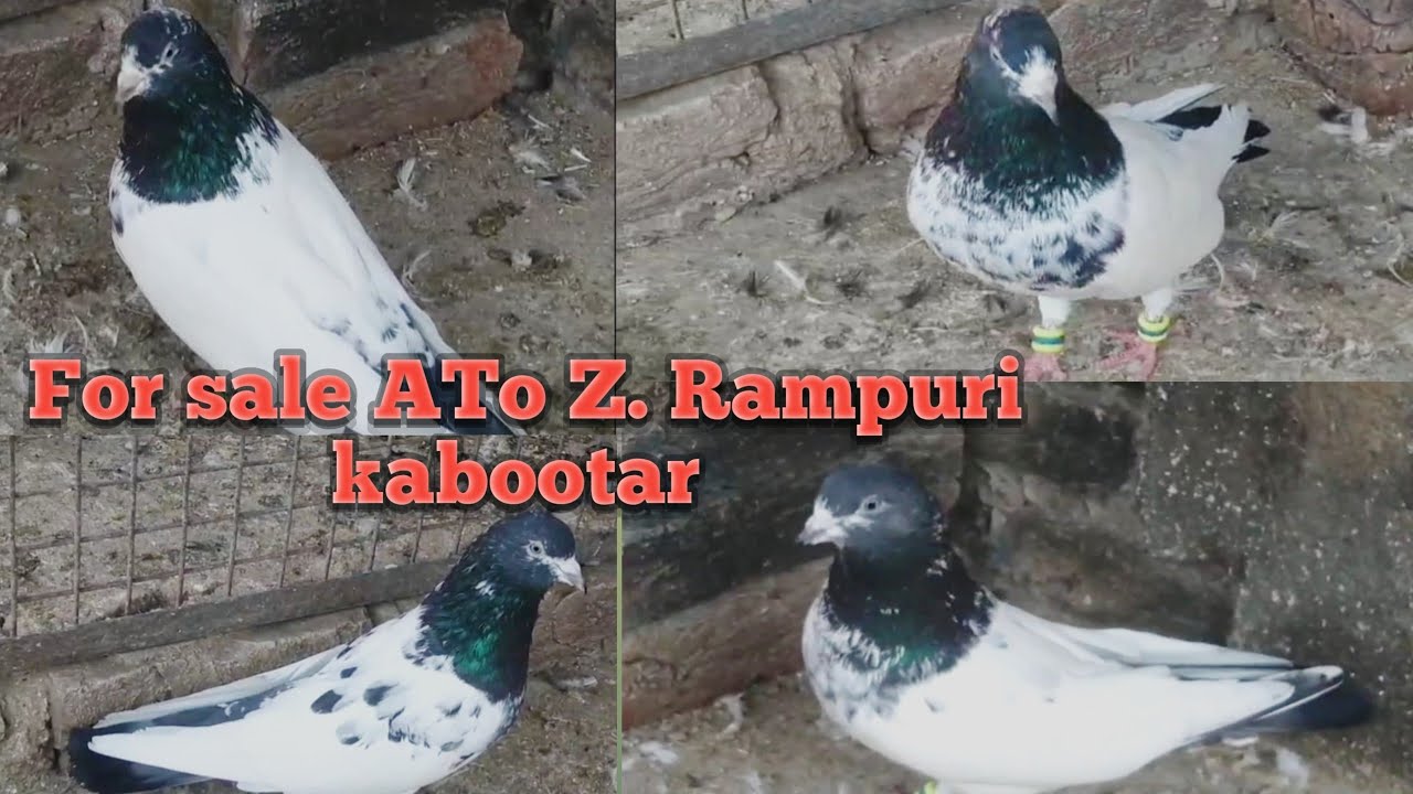 Rampuri kabootar for sale!! रामपुरी कबूतर फोर सेल @smart.rampurikabutar. 