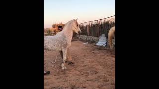 تزاوج الحصان horse  #shorts