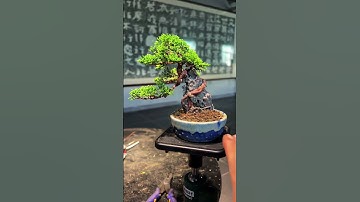 Taking root on the stone, a cypress tree‘s road to counterattack! #bonsai #bonsái #bonsaï